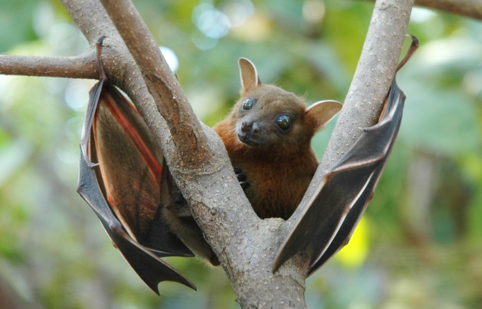 The Short Nosed Fruit Bat
